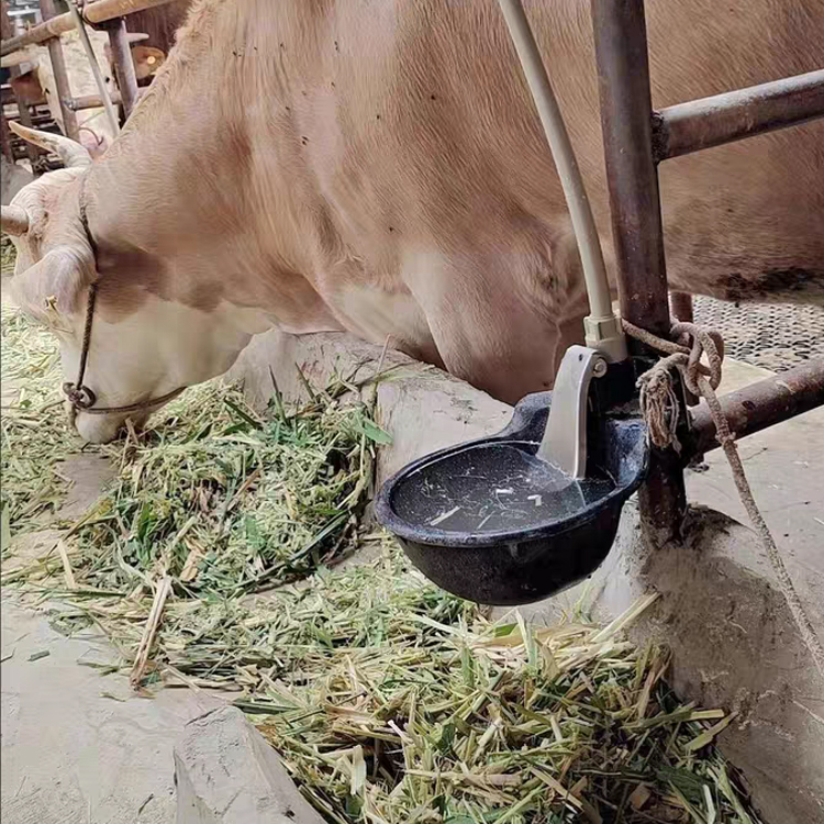 饮水碗7.jpg